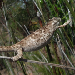 Bradypodion damaranum