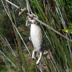 Bradypodion damaranum