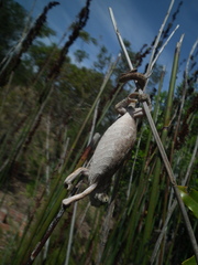 Bradypodion damaranum