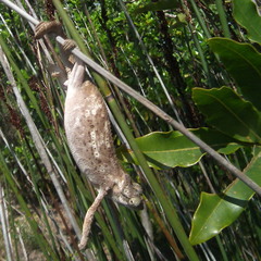 Bradypodion damaranum