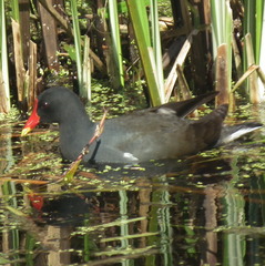 Gallinula chloropus meridionalis