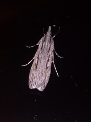 Scoparia indistinctalis