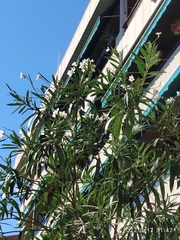 Nerium oleander