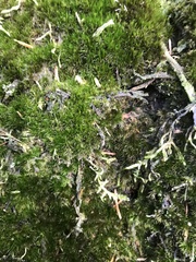 Campylopus introflexus