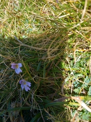 Euphrasia officinalis