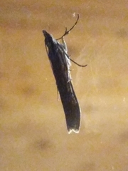 Scoparia indistinctalis