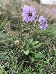 Scabiosa canescens