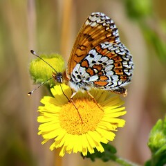 Melitaea cinxia