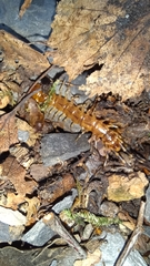 Lithobius variegatus