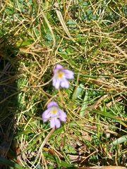 Euphrasia officinalis