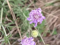 Scabiosa canescens