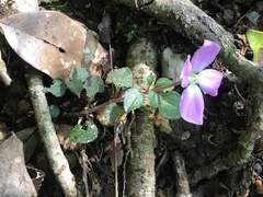 Sarcopyramis napalensis delicata
