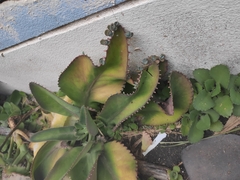 Kalanchoe laetivirens