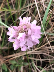 Armeria maritima elongata