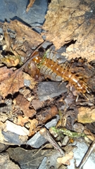 Lithobius variegatus