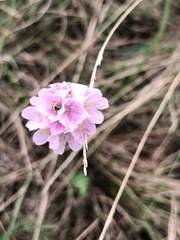 Armeria maritima elongata
