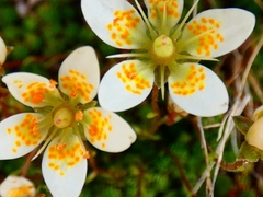 Saxifraga bryoides
