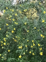 Genista linifolia