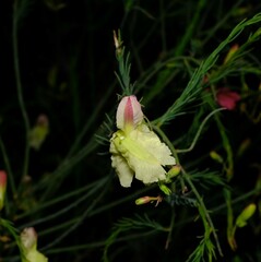 Lechenaultia linarioides