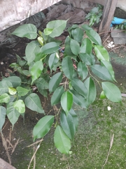 Ficus benjamina