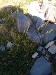 Festuca scoparia