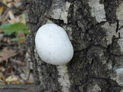 Fomitopsis betulina