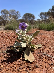 Solanum lasiophyllum