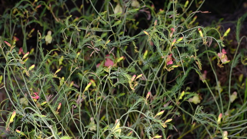 Image of Leschenaultia linarioides by (c) Peter Crowcroft, some rights reserved (CC BY)