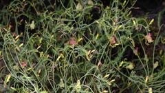 Lechenaultia linarioides