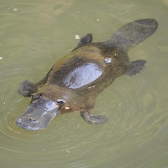 Ornithorhynchus anatinus