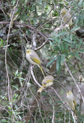 Ptilotula penicillata