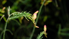 Lechenaultia linarioides
