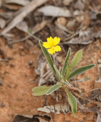 Goodenia willisiana