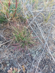 Cleistogenes squarrosa