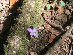 Sarcopyramis napalensis delicata