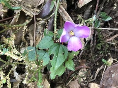 Sarcopyramis napalensis delicata
