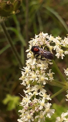 Mutilla europaea