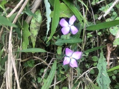 Sarcopyramis napalensis delicata