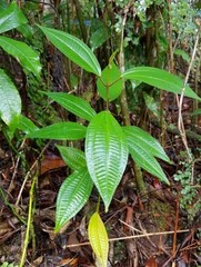 Miconieae