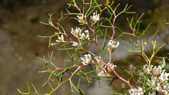 Hakea trifurcata