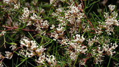 Hakea trifurcata