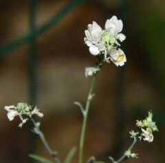 Linaria repens