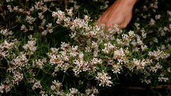 Hakea trifurcata