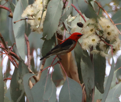 Myzomela sanguinolenta
