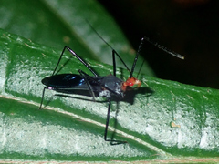 Zelus erythrocephalus