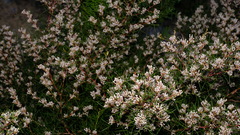 Hakea trifurcata