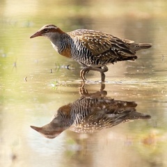 Gallirallus philippensis