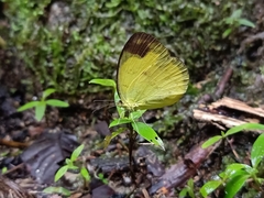 Eurema simulatrix