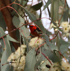 Myzomela sanguinolenta