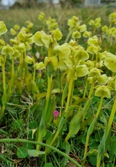 Pterygodium catholicum